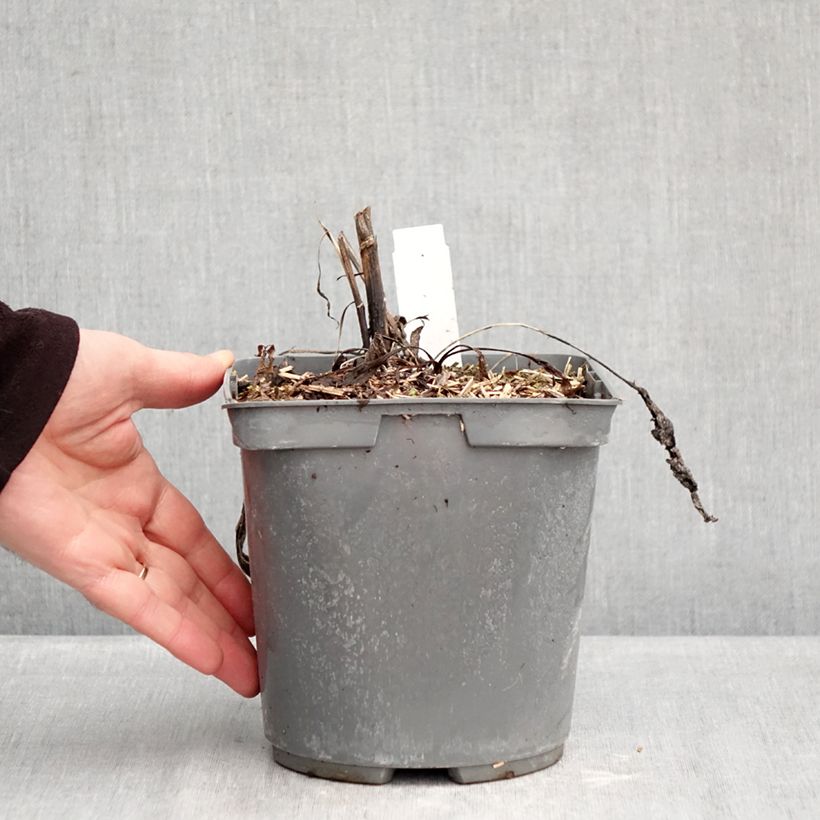 Spécimen de Echinacea purpurea Strawberries and Cream  Pot de 2L/3L tel que livré en hiver