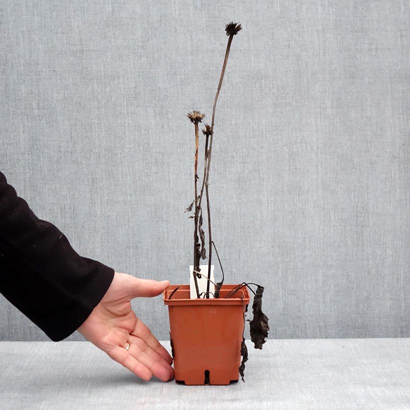 Echinacea purpurea Summer Cocktail Vaso da 1L/1,5L esemplare consegnato in inverno