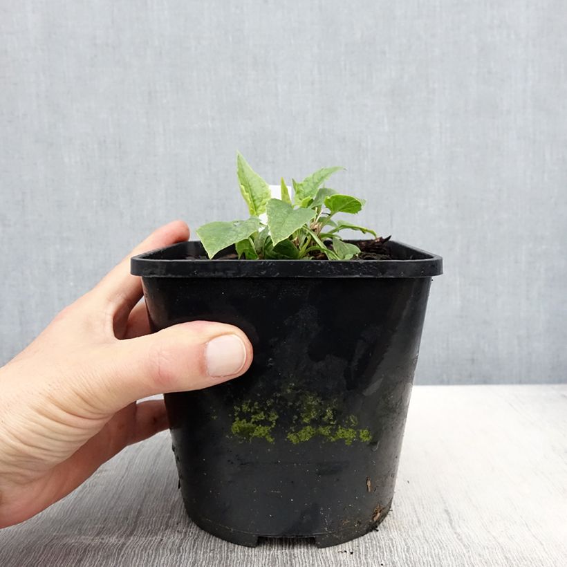 Amostra de Echinacea purpurea Virgin Vaso de 2 L/3 L tal como entregue na primavera