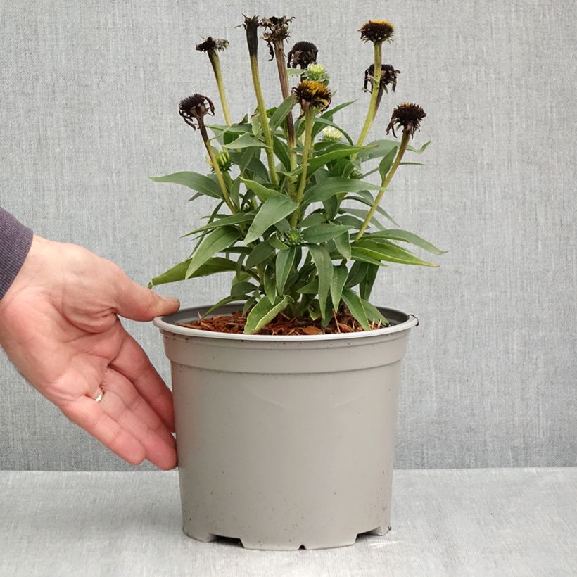 Spécimen de Echinacea purpurea White Meditation Pot de 3L/4L tel que livré en automne