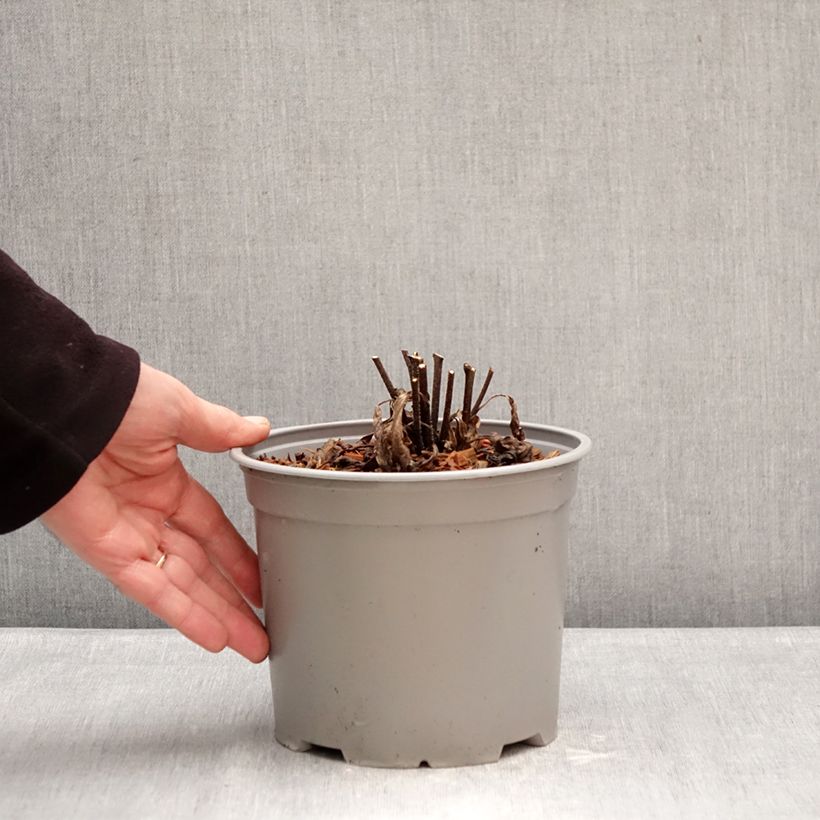 Spécimen de Echinacea purpurea White Meditation Pot de 3L/4L tel que livré en hiver