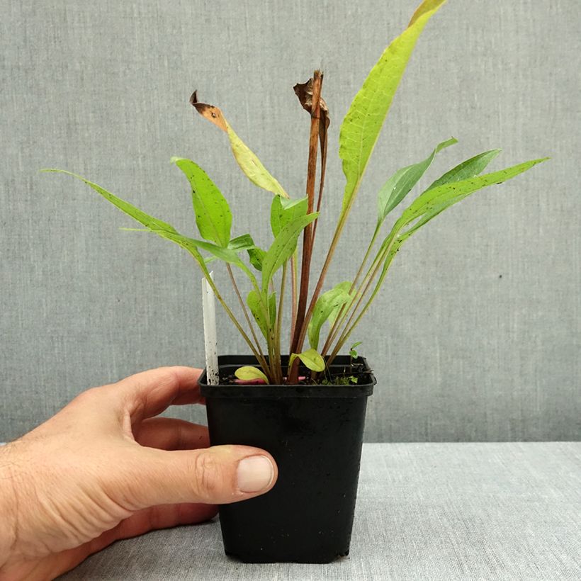 Spécimen de Echinacea Secret Passion - Echinacée Godet de 8/9 cm tel que livré en automne