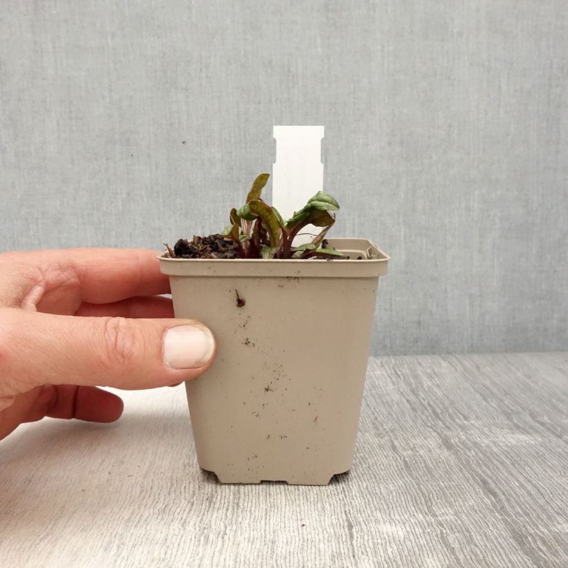 Amostra de Echinacea Sunny Meadow Mama Vaso de 8/9 cm tal como entregue na primavera