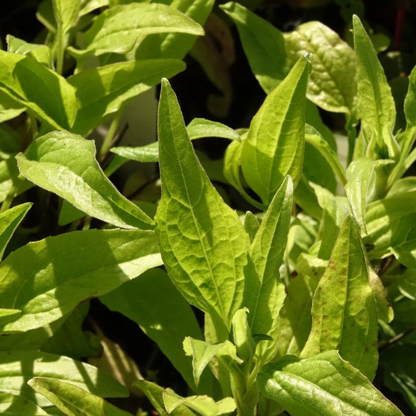 Echinacea Sunny Meadow Mama - Echinacée (Feuillage)