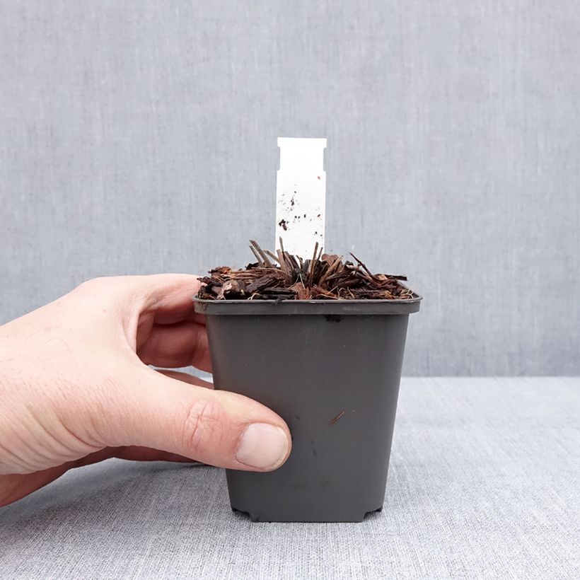 Echinacea purpurea SunSeekers Apple Green Vasetto da 8/9 cm esemplare consegnato in inverno