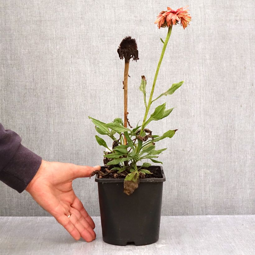 Spécimen de Echinacea SunSeekers Rainbow Pot de 1,5L/2L tel que livré en automne
