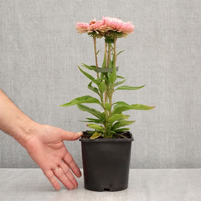 Spécimen de Echinacea SunSeekers Salmon - Echinacée Pot de 2L/3L tel que livré en été