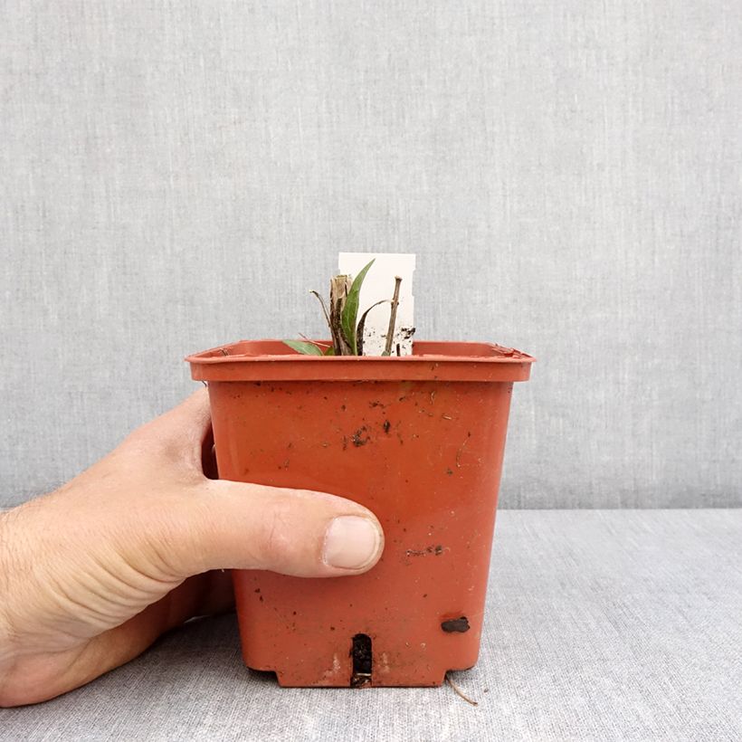 Spécimen de Echinacea Sunseekers Tequila Sunrise - Echinacée Pot de 1L/1,5L tel que livré au printemps