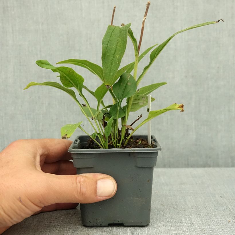 Spécimen de Echinacea SunSeekers White Perfection - Echinacée Godet de 8/9 cm tel que livré en été