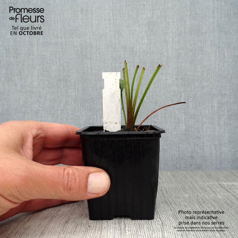 Spécimen de Echinacea Tiki Torch - Echinacée Godet de 8/9 cm tel que livré en automne