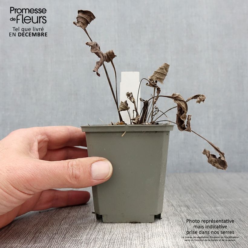 Spécimen de Echinacea Tomato Soup - Echinacée Godet de 8/9 cm tel que livré en automne