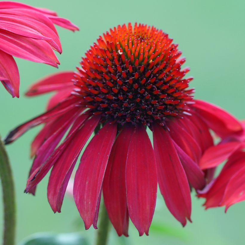 Échinacée Sombrero Baja Burgundy (Floraison)