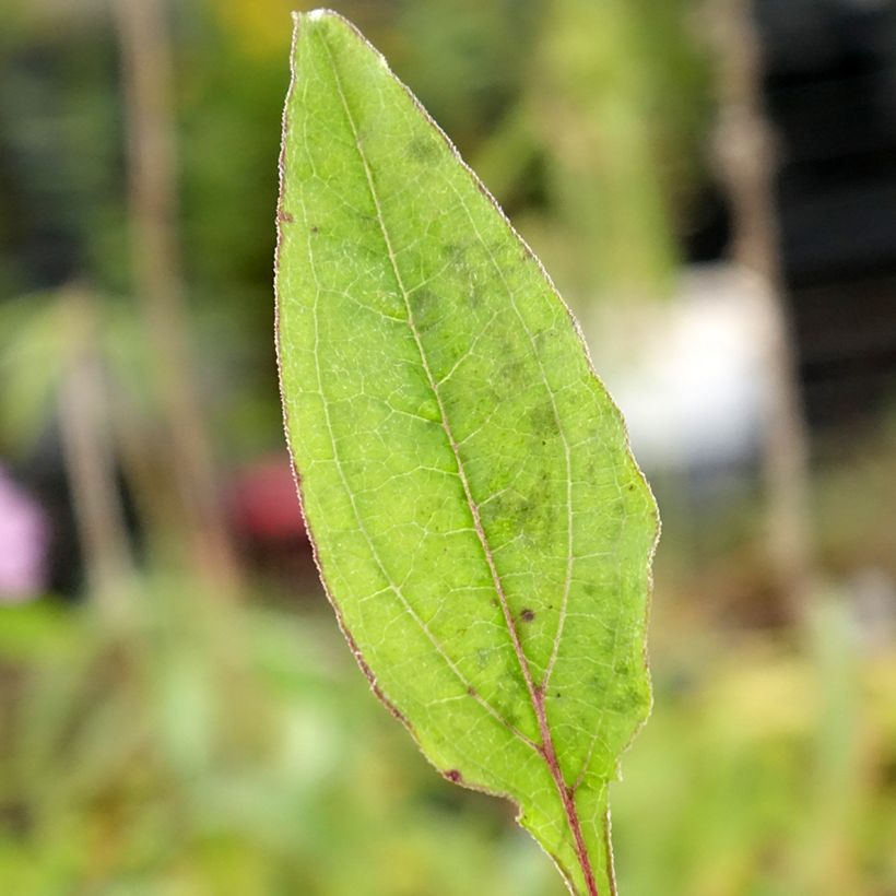 Échinacée Sombrero Baja Burgundy (Feuillage)