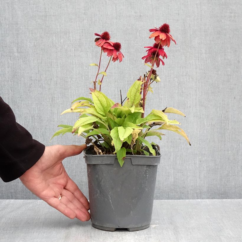 Spécimen de Échinacée Sombrero Baja Burgundy Pot de 2L/3L tel que livré en automne