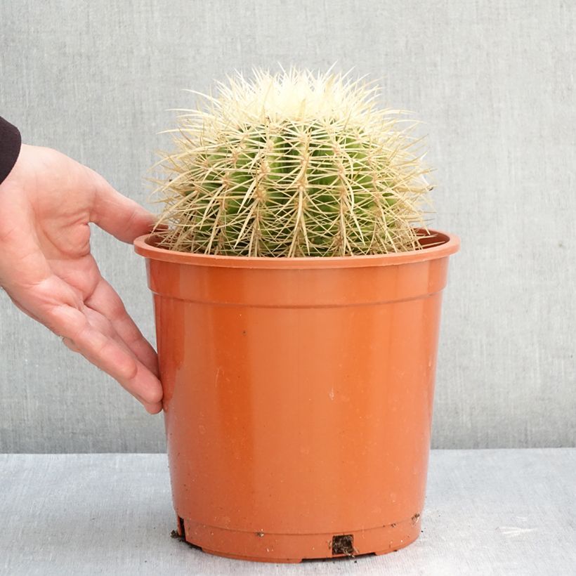 Spécimen de Echinocactus grusonii var. albispinus - Coussin de Belle-mère Pot de 4L/5L, 18/20 diamètre tel que livré en automne