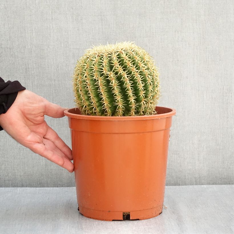 Spécimen de Echinocactus grusonii var. brevispinus - Coussin de Belle-mère Pot de 4L/5L, 15/16 diamètre tel que livré en automne