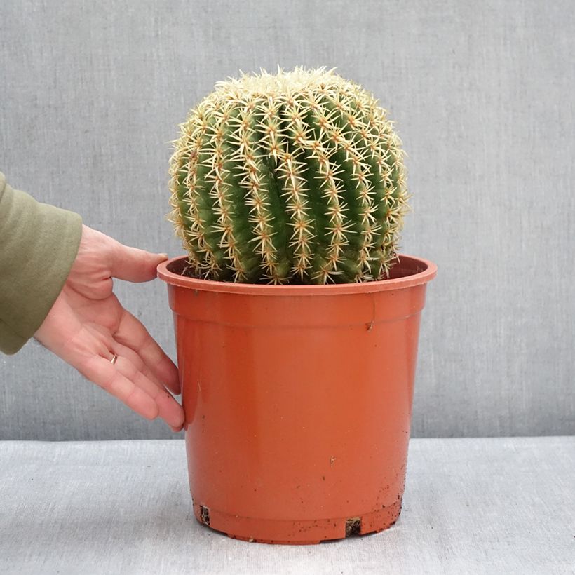Spécimen de Echinocactus grusonii var. brevispinus - Coussin de Belle-mère Pot de 4L/5L, 15/16 diamètre tel que livré en hiver