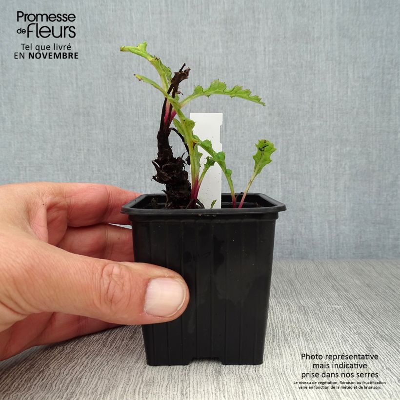 Spécimen de Echinops bannaticus Blue Globe - Boule azurée Godet de 8/9 cm tel que livré en automne