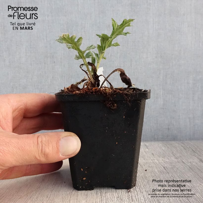 Amostra de Cardo-azul Blue Glow - Echinops bannaticus Vaso de 8/9 cm tal como entregue na primavera