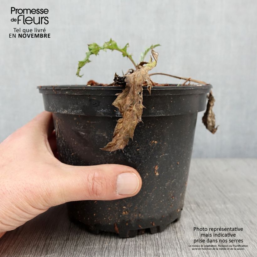 Spécimen de Echinops bannaticus Taplow Blue - Chardon boule Pot de 2L/3L tel que livré en automne