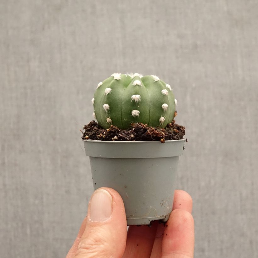 Spécimen de Echinopsis subdenudata Mini-plante tel que livré au printemps