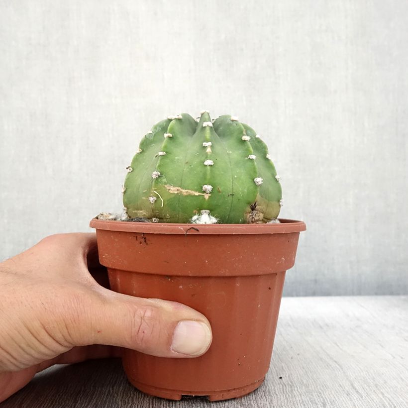 Spécimen de Echinopsis subdenudata Pot de 12 cm / 13 cm tel que livré en automne