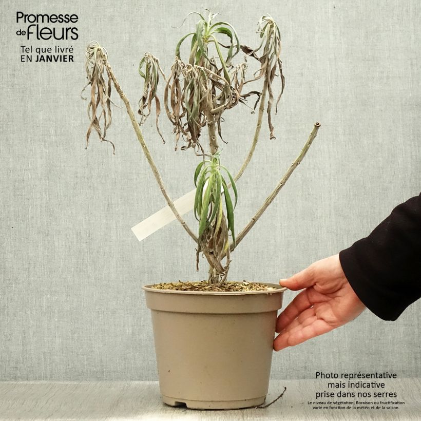 Spécimen de Echium fastuosum (candicans) - Vipérine de Madère Pot de 3L/4L tel que livré en hiver