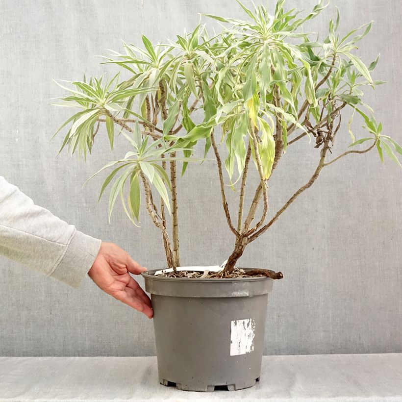 Spécimen de Echium fastuosum (candicans) - Vipérine de Madère Pot de 7,5L/10L tel que livré en automne