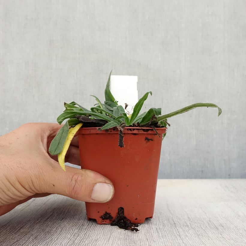 Spécimen de Echium russicum -  Vipérine de Russie Godet de 8/9 cm tel que livré en automne