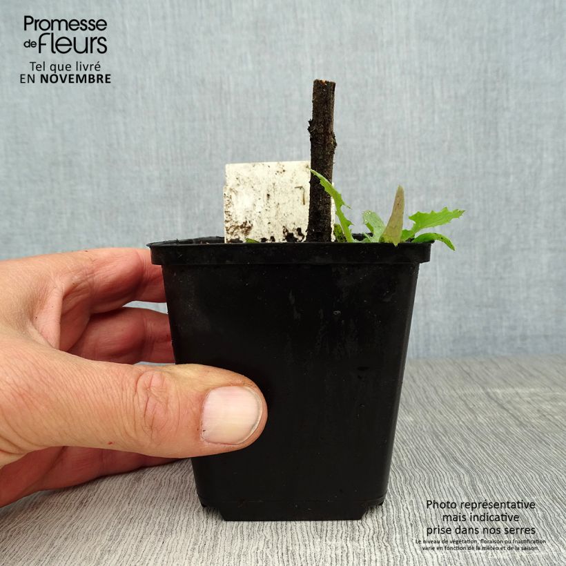 Spécimen de Echium vulgare Godet de 8/9 cm tel que livré en automne