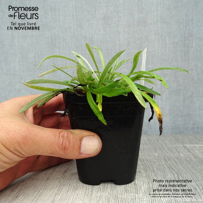 Spécimen de Edelweiss des Alpes, Leontopodium alpinum Godet de 8/9 cm tel que livré en automne