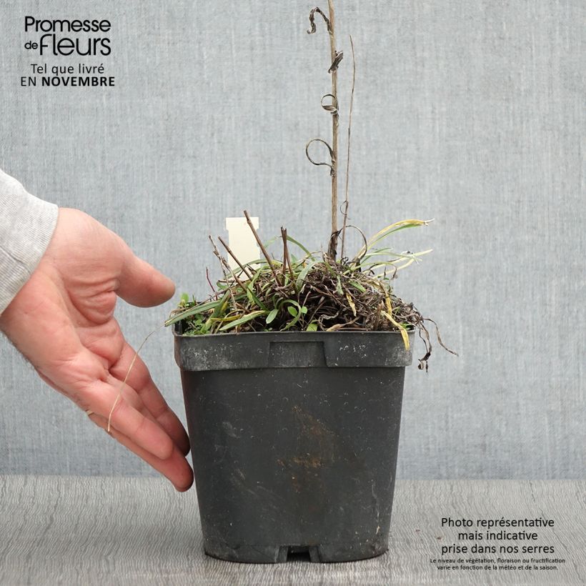 Spécimen de Edelweiss des Alpes, Leontopodium alpinum Pot de 2L/3L tel que livré en automne