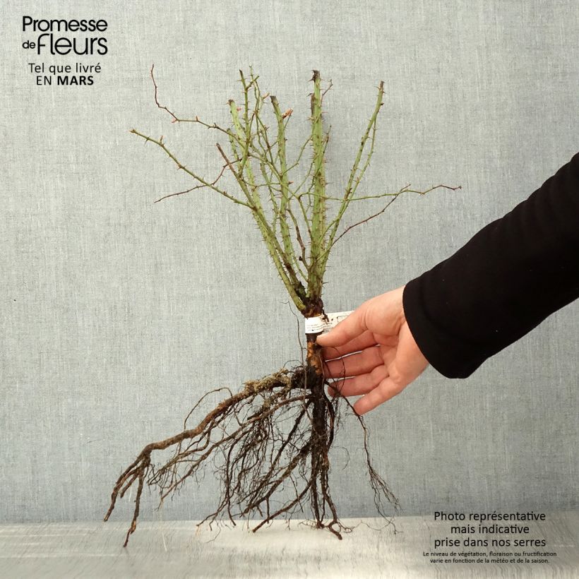Spécimen de Eglantier odorant - Rosa rubiginosa Racines nues tel que livré au printemps