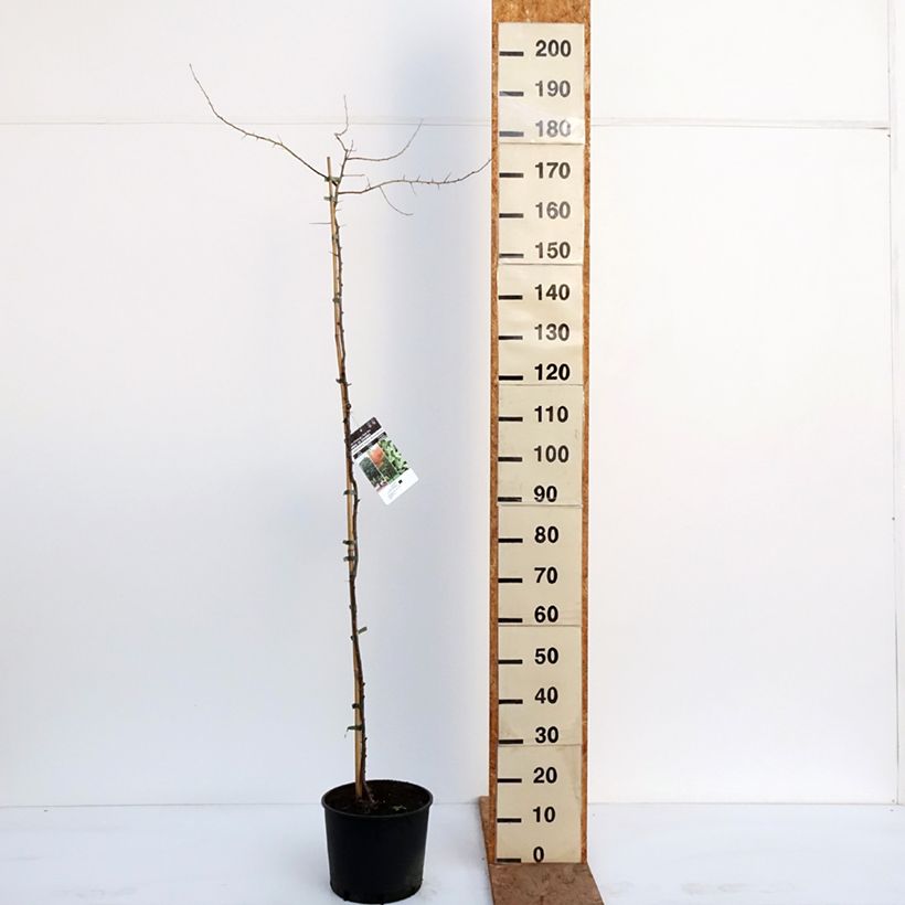 Amostra de Oliveira-da-Rússia Vaso de 7,5 L/10 L tal como entregue no inverno