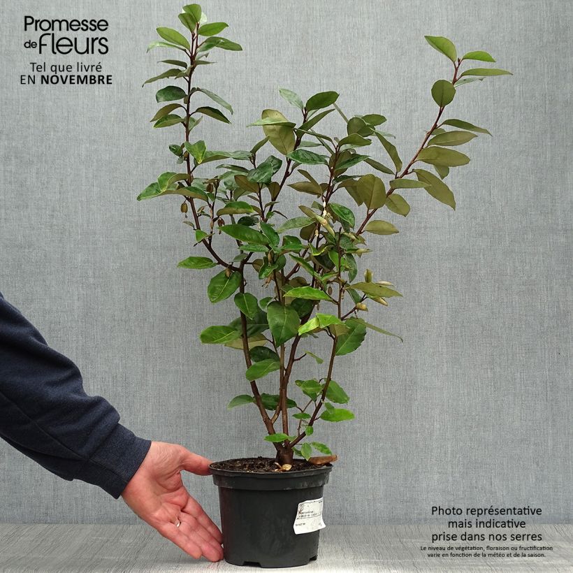 Spécimen de Elaeagnus ebbingei - Chalef de Ebbing Pot de 2L/3L tel que livré en automne