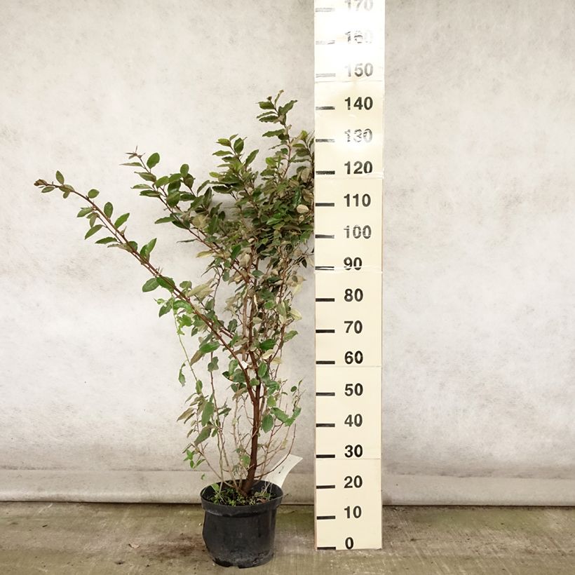 Spécimen de Elaeagnus ebbingei - Chalef de Ebbing Pot de 7,5L/10L tel que livré en été