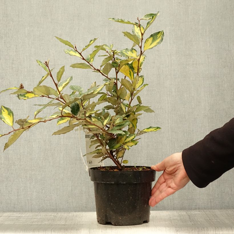 Spécimen de Elaeagnus ebbingei Eleador - Chalef Pot de 3L/4L tel que livré en automne