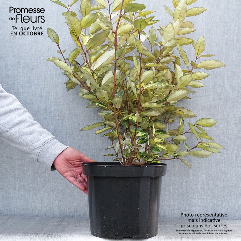 Spécimen de Elaeagnus ebbingei Eleador - Chalef Pot de 7,5L/10L tel que livré en automne