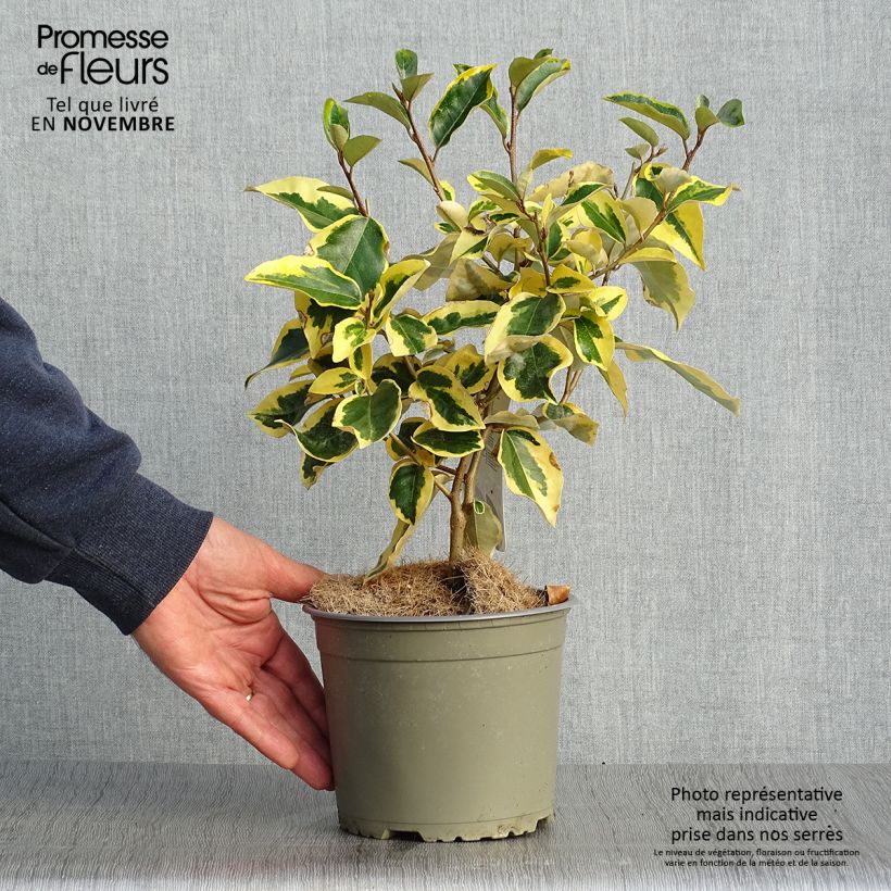 Spécimen de Elaeagnus ebbingei Gilt Edge - Chalef Pot de 2L/3L tel que livré en automne