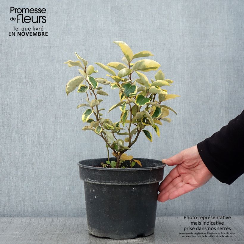 Spécimen de Elaeagnus ebbingei Gilt Edge - Chalef Pot de 3L/4L tel que livré en automne