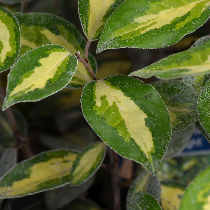 Elaeagnus ebbingei Limelight - Chalef de Ebbing (Feuillage)