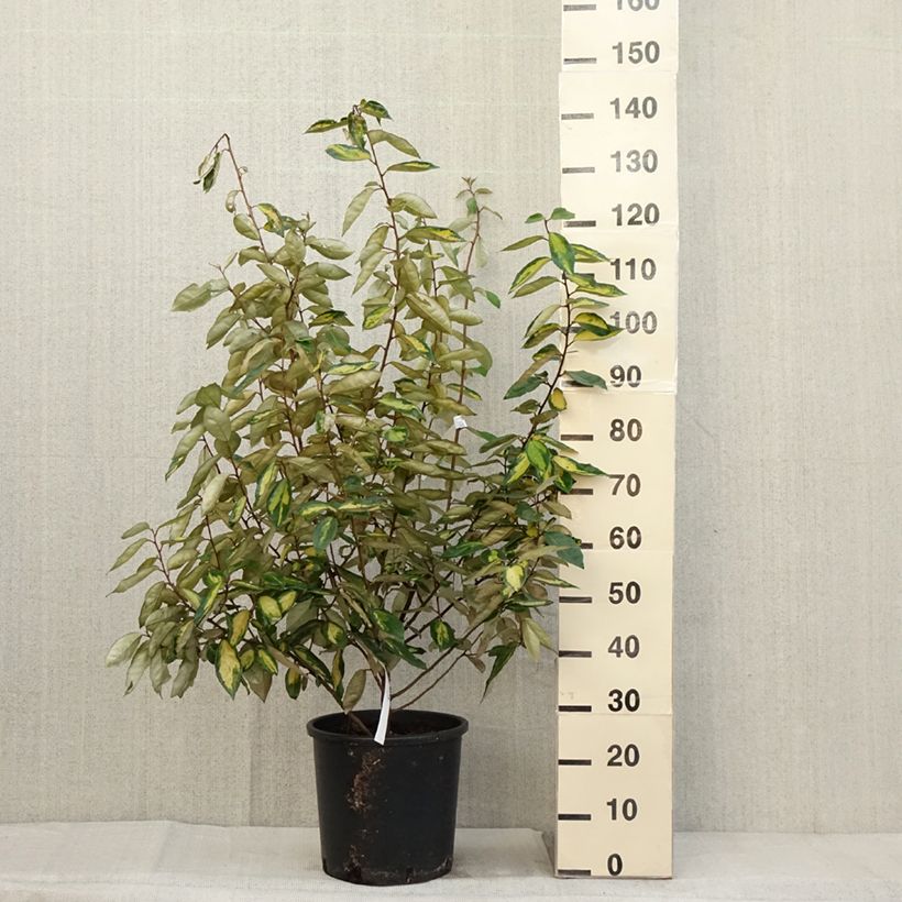 Spécimen de Elaeagnus ebbingei Limelight - Chalef de Ebbing Pot de 7,5L/10L tel que livré en automne