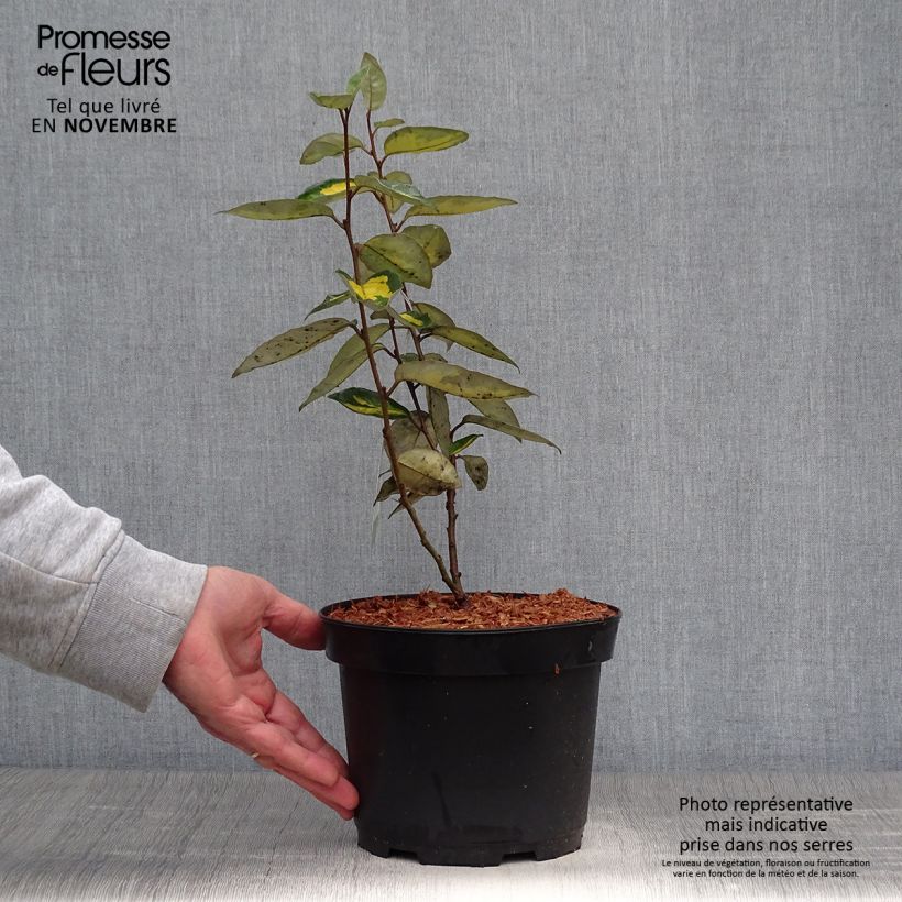 Spécimen de Elaeagnus ebbingei Limelight - Chalef de Ebbing Pot de 2L/3L tel que livré en automne