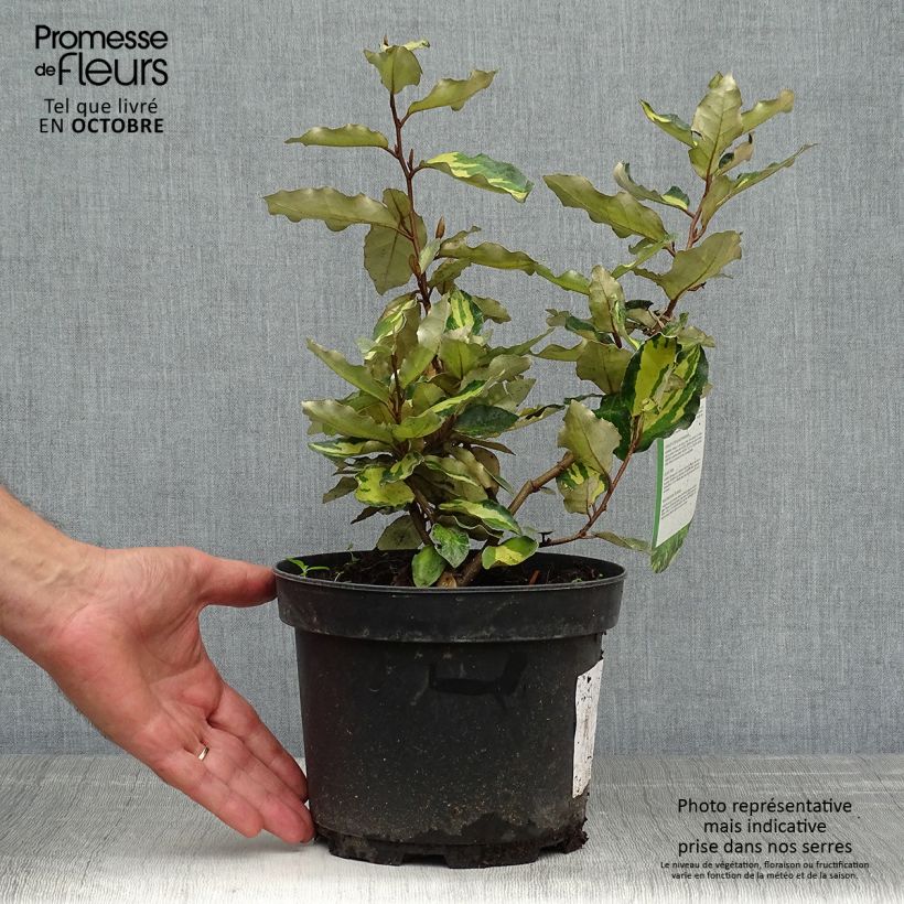Spécimen de Elaeagnus ebbingei Maryline (abrela) - Chalef panaché Pot de 2L/3L tel que livré en automne