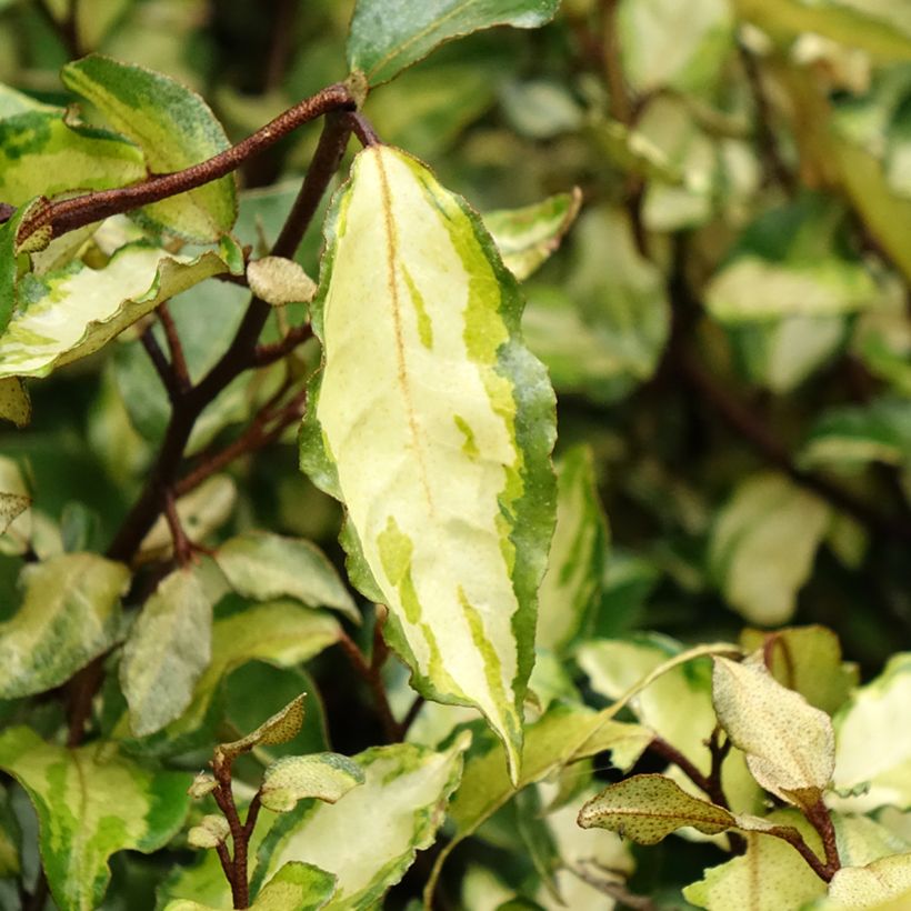 Elaeagnus ebbingei Maryline (abrela) - Chalef panaché (Feuillage)
