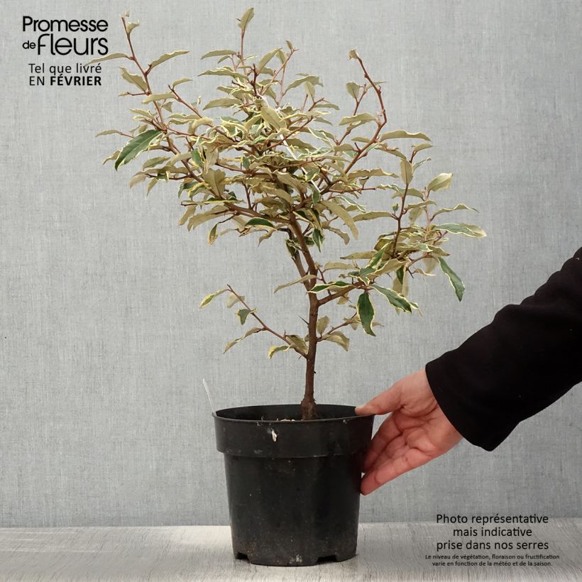 Spécimen de Elaeagnus pungens Hosuba Fukurin - Chalef panaché Pot de 3L/4L tel que livré en hiver