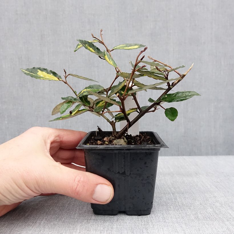 Spécimen de Elaeagnus pungens Maculata - Chalef panaché Godet de 8/9 cm tel que livré en hiver
