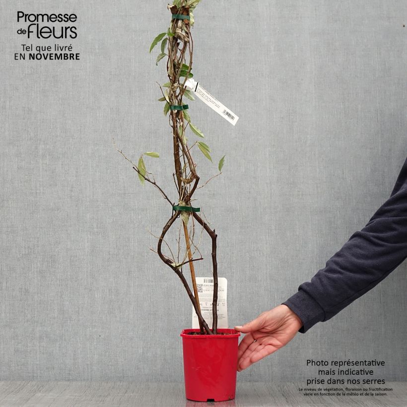 Spécimen de Elaeagnus umbellata Amoroso - Chalef en ombelles Pot de 2L/3L tel que livré en automne