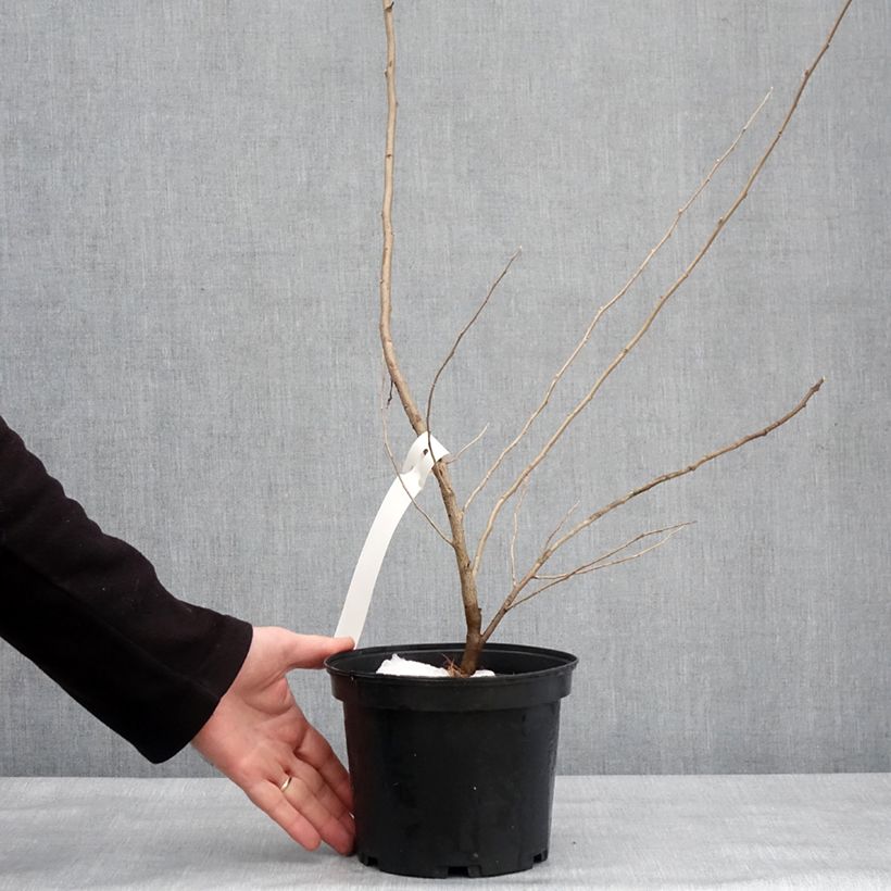 Spécimen de Elaeagnus umbellata Amoroso - Chalef en ombelles Pot de 2L/3L tel que livré en hiver