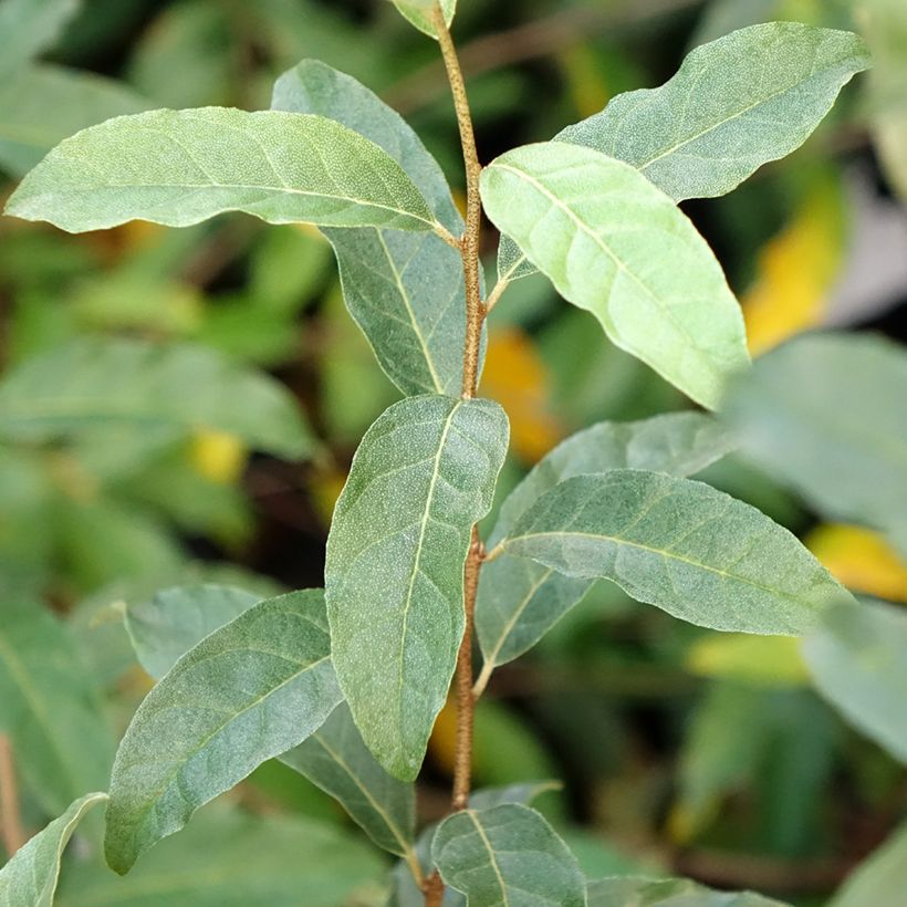 Elaeagnus umbellata Amoroso - Chalef en ombelles (Feuillage)